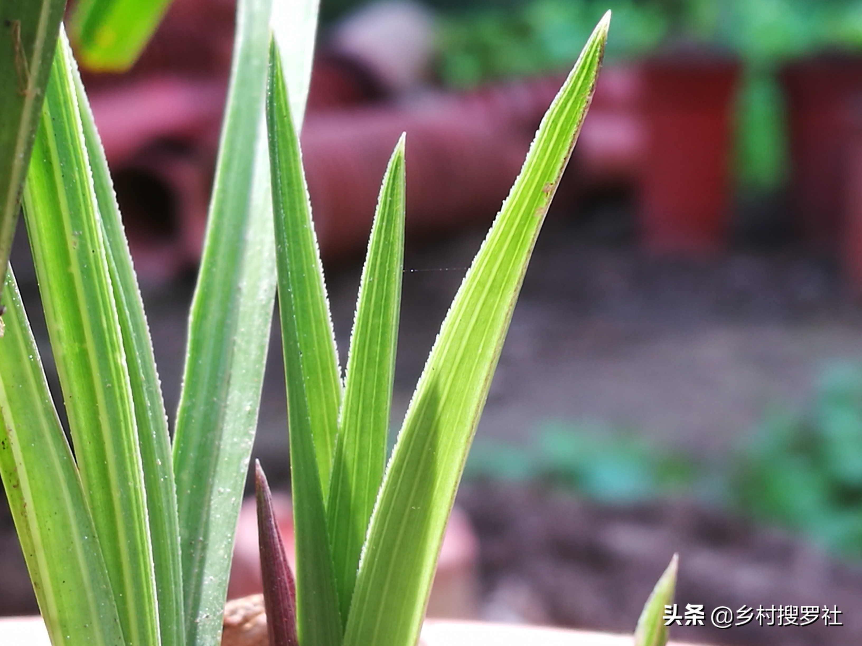 兰花怎样施肥用什么肥,兰花如何施肥最佳