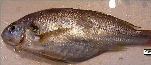 海鲜大全,最全海鲜冷知识