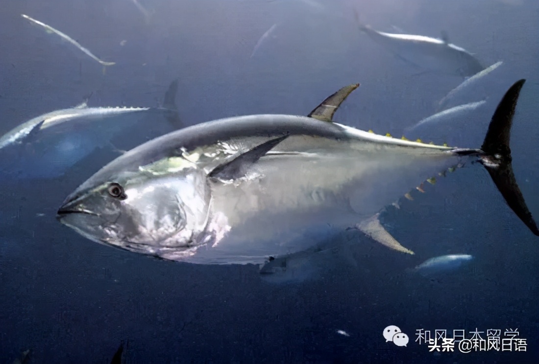 曾被嘲笑“变态”,但人气高居第一的近畿大学