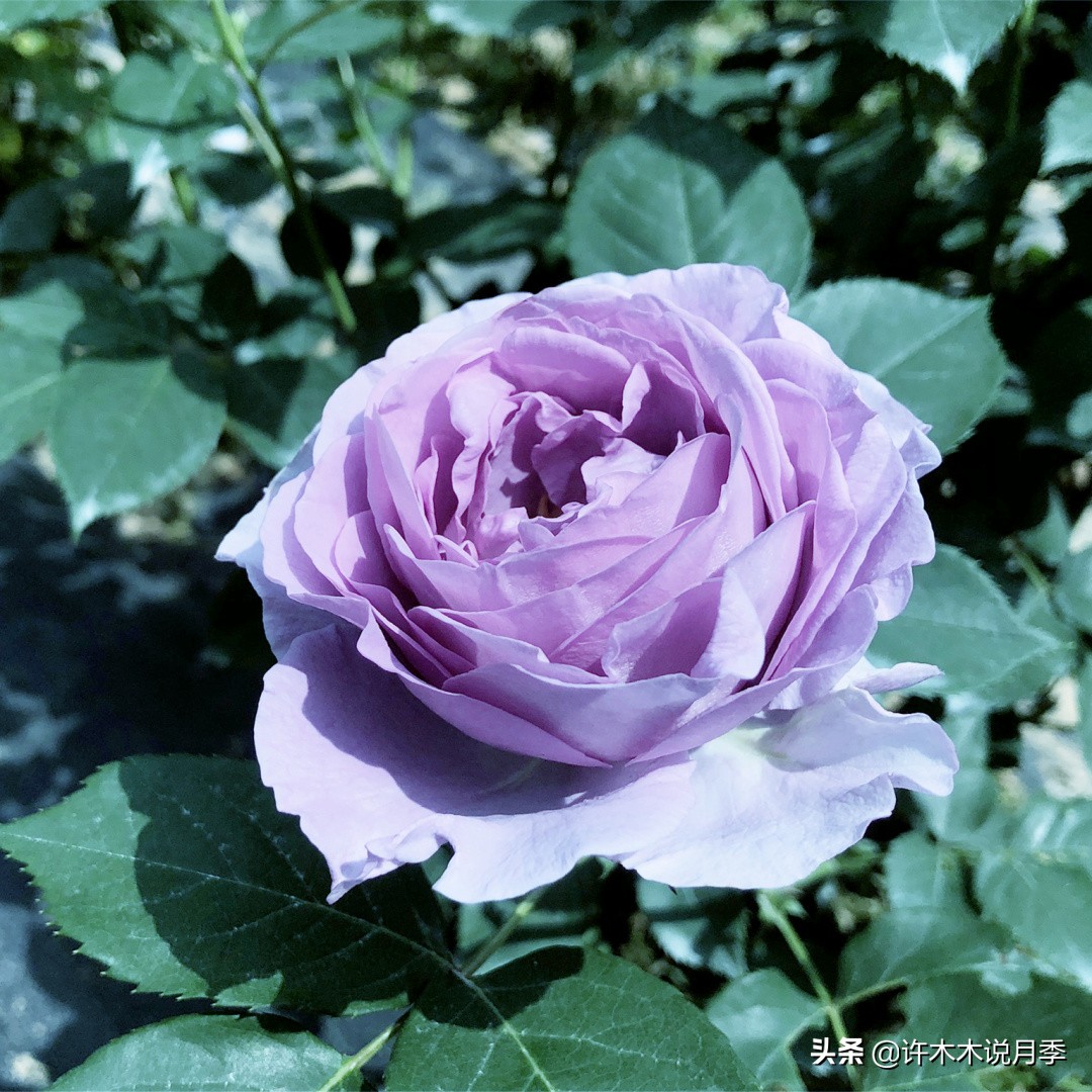 灌木月季与藤本月季有什么区别,微型月季灌木月季怎么选