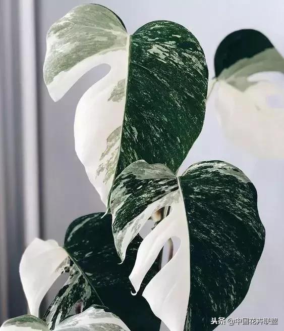 打翻了调色盘的花,打翻了调色盘的美景