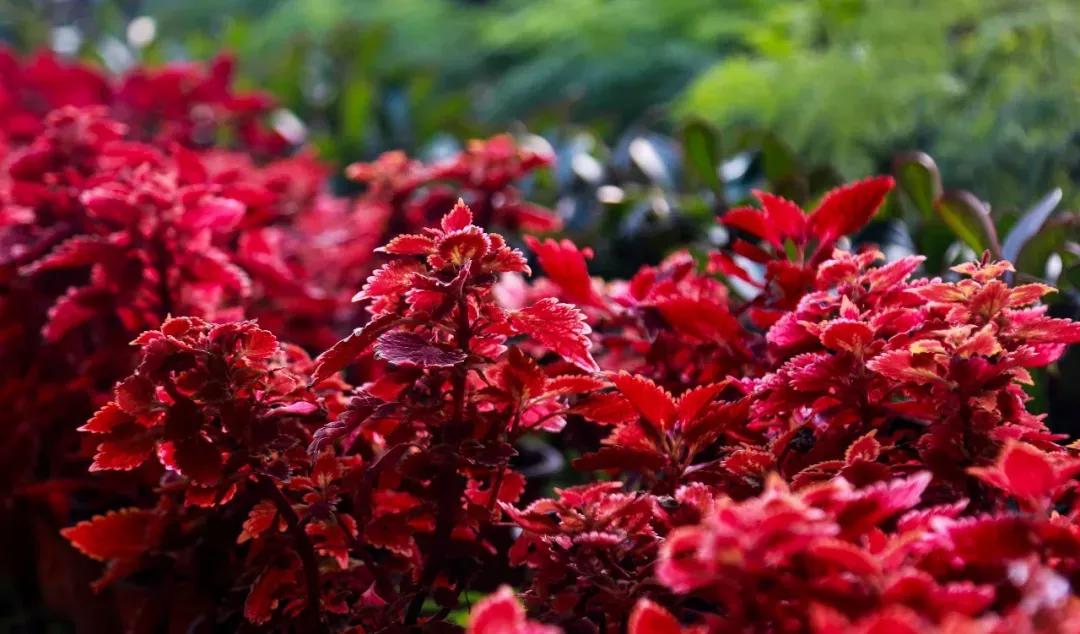 祥和庄园4月29日开园啦!向往的生活从这里开始