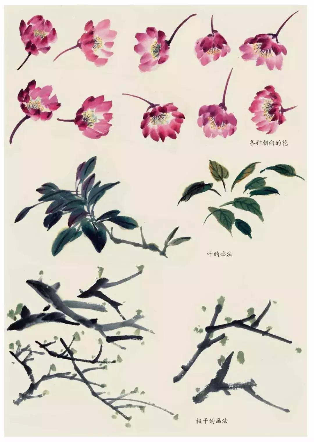 国画团扇花卉画法,国画中常见花卉的画法