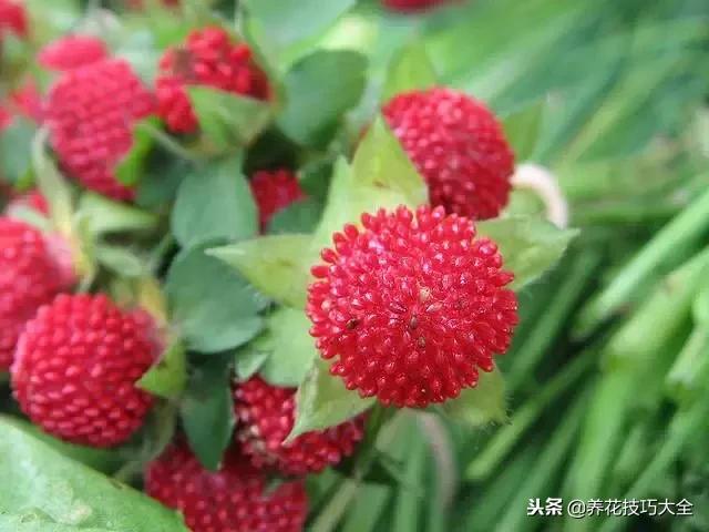 常见小区绿化100种植物图片,常见的水生植物有哪些种