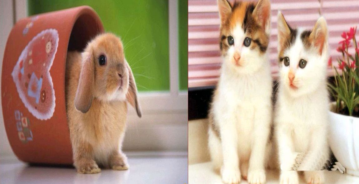 朝花夕拾鲁迅仇猫是什么意思,朝花夕拾鲁迅仇猫是根据什么来的