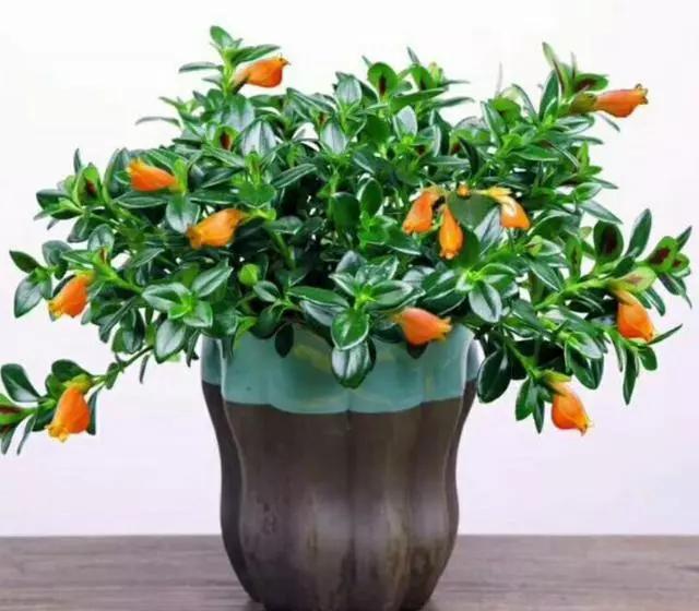 金鱼吊兰怎么整年不开花长得挺旺,金鱼吊兰叶子发黄掉叶怎么办