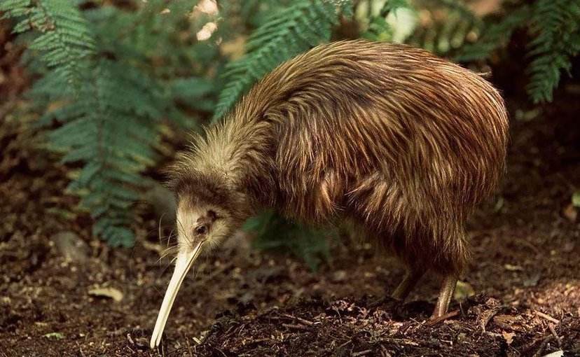 这种鸟没有翅膀和尾巴，蛋大如身体1/3，嘴上自带“生命探测器”