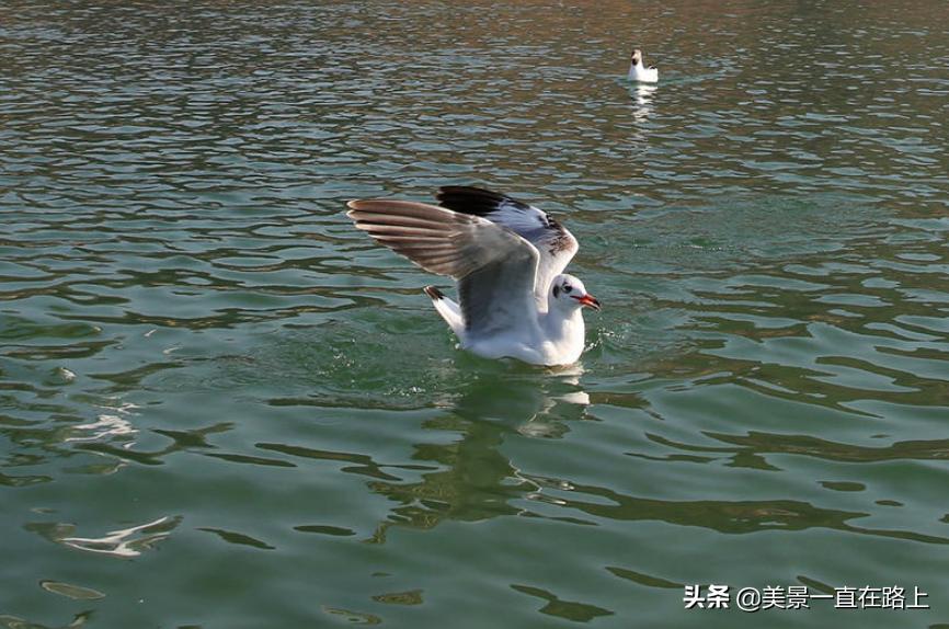 西伯利亚海鸥回到泸沽湖,西伯利亚海鸥泸沽湖