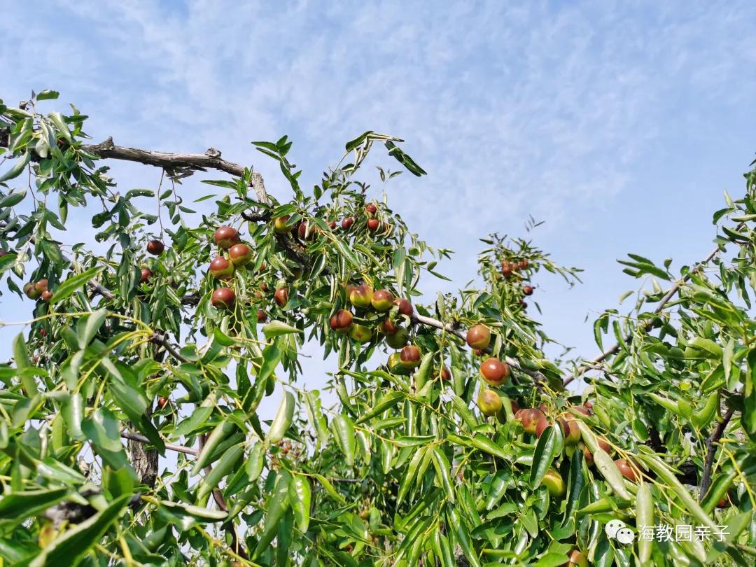 秋日好时光冬枣采摘,带着愉悦的心情踏上了冬枣采摘园