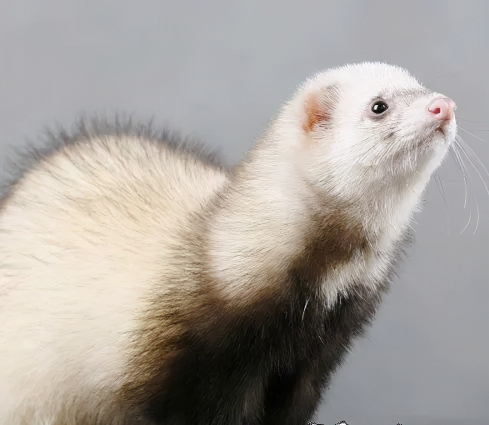 安格鲁貂和玛雪儿貂哪个性格好,可爱安格鲁貂