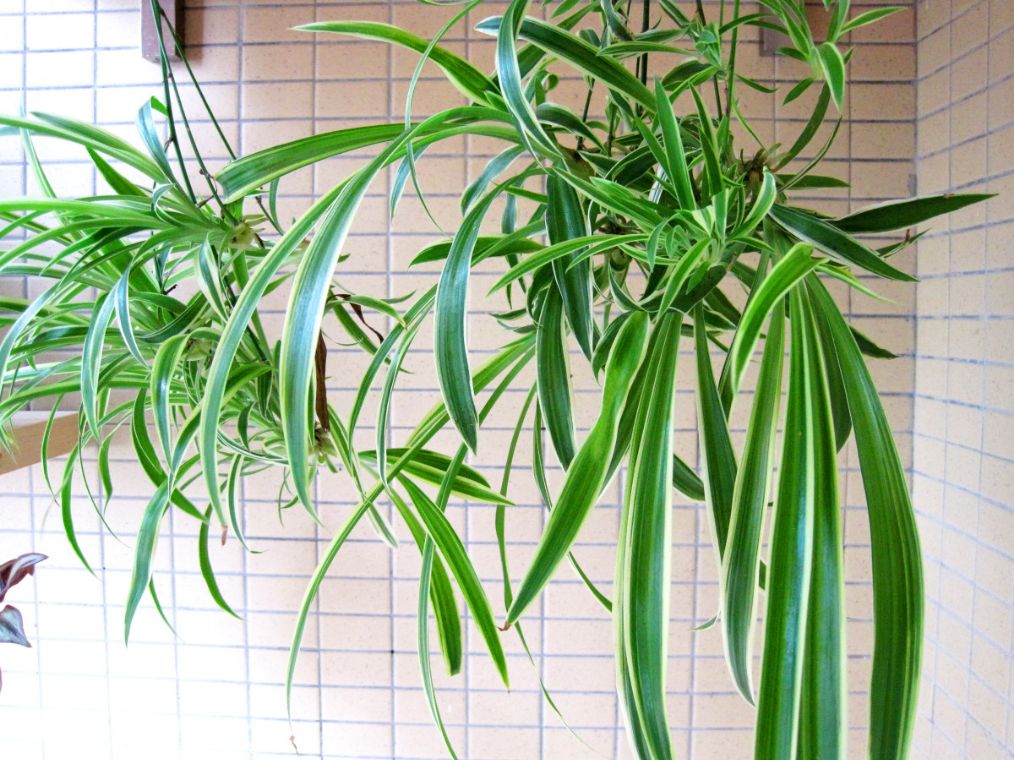 吊兰叶子蔫了看起来不精神怎么办,吊兰放在房间叶子发黄怎么办