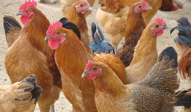 土鸡100种做法,小土鸡怎么做好吃下饭