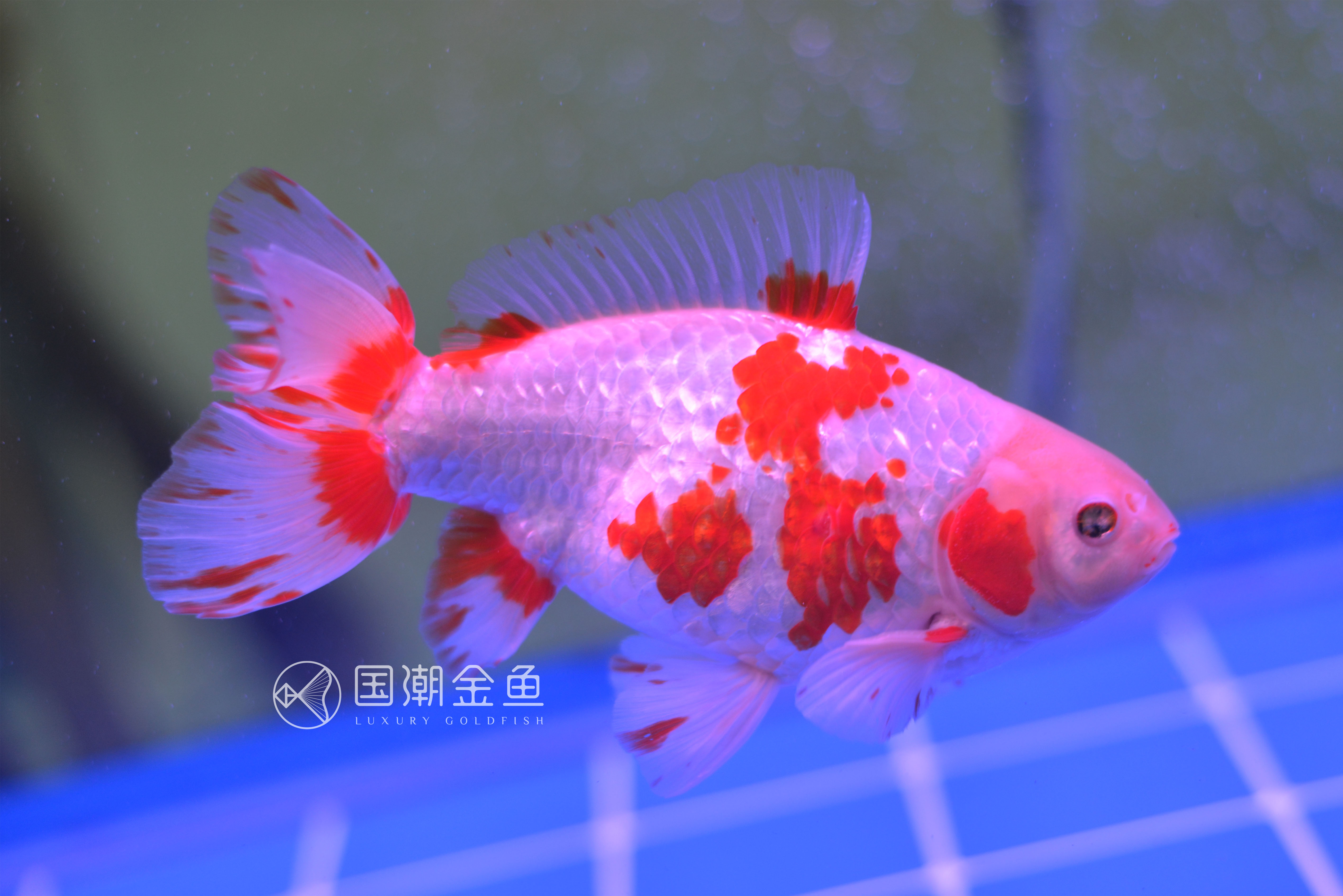 金鱼得了失衡病怎么办,金鱼鱼鳔失调怎么治