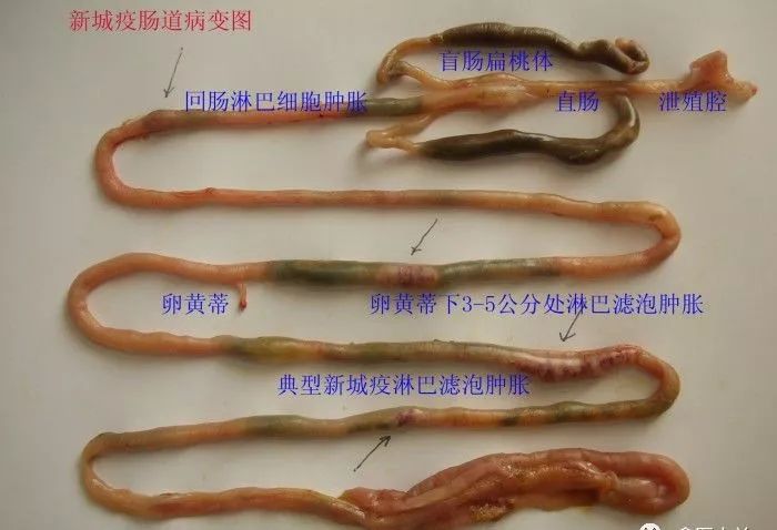 家禽常见疾病及检测方法书籍,家禽养殖疾病诊断