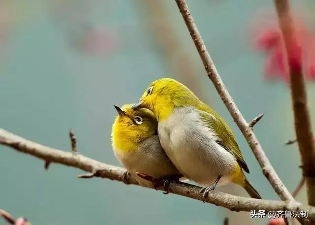 爱它，就请放过它青岛检察院就一起非法狩猎野生鸟类案提起诉讼