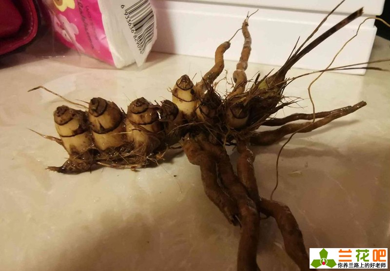 兰花老苗如何让它出新芽新根,兰花的兰根打散及栽培方法