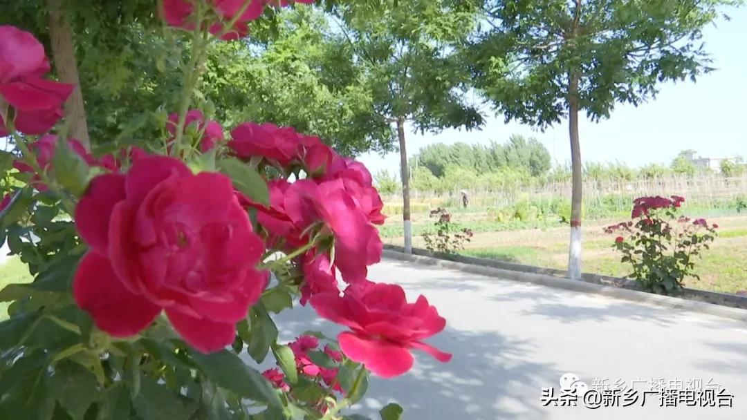 新乡县2020年的乡村振兴,河南新乡乡村振兴战略