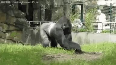 猩猩为什么战胜人类,人类与猩猩的祖先是一样的吗