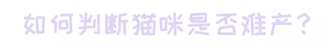 猫咪生产的当天要注意的事项,猫咪生产注意事项