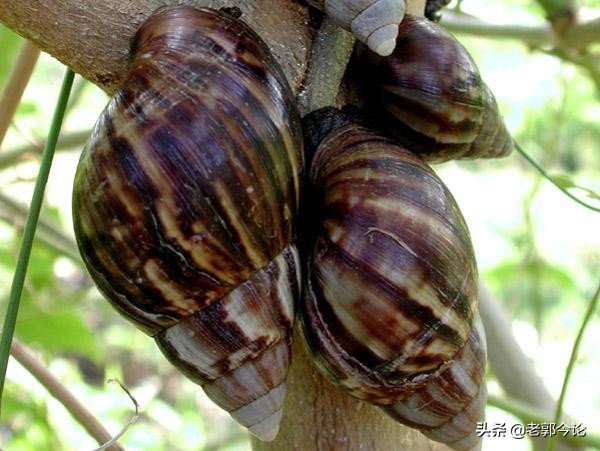 鍏ヤ镜瓒呭ぇ铚楃墰,瓒呭ぇ铚楃墰琚嚮鐜嬪浗