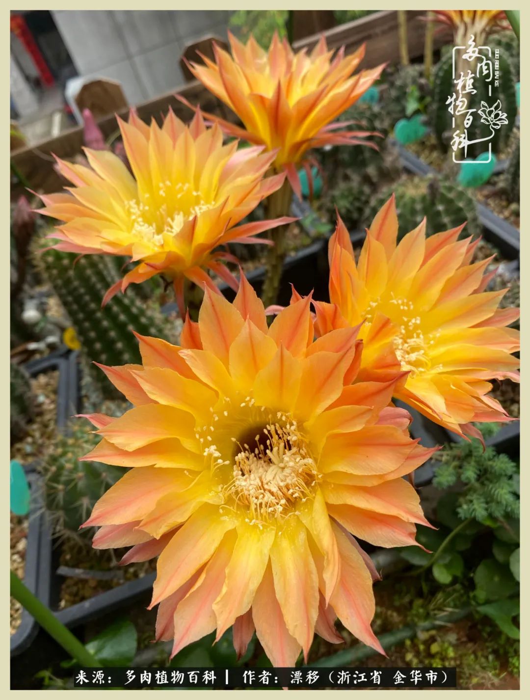 仙人球开花的惊艳瞬间,仙人球开花惊艳了6月