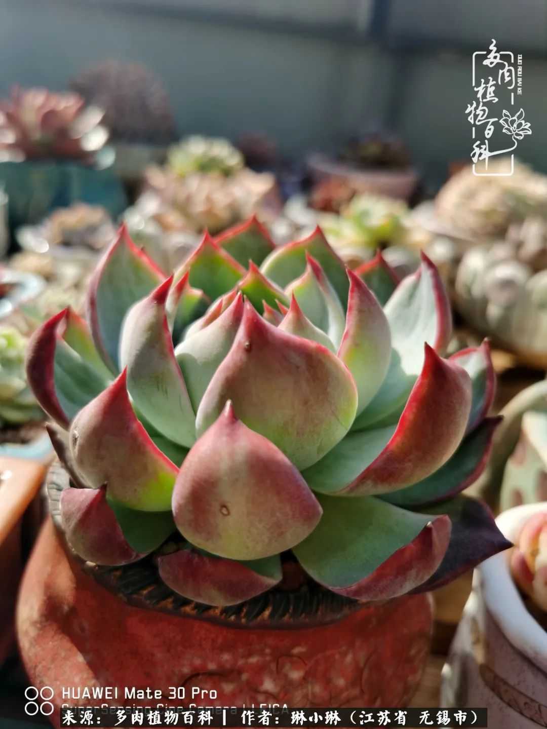 又到多肉变美时，一切都鼓励我积极向前