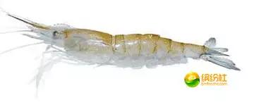 舟山海鲜攻略2天3晚吃什么,舟山海鲜代加工攻略