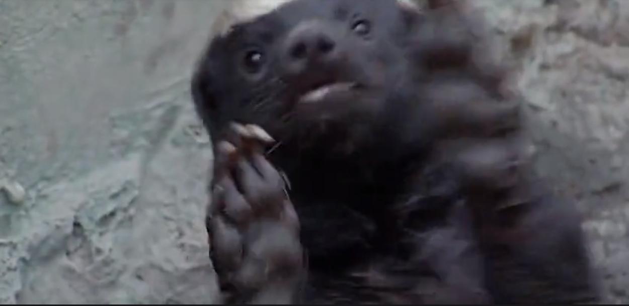 蜜獾为何如此凶猛,蜜獾那么凶猛真实的战斗力咋样