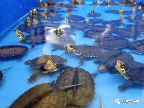 为什么养乌龟臭,乌龟腐皮怎么养