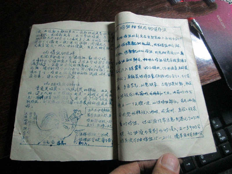 打鸡血的真实来历,打鸡血原来真有其事