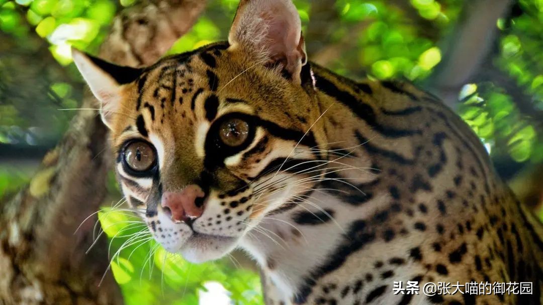 最危险的8种猫排名,世界上最历害的猫有哪些