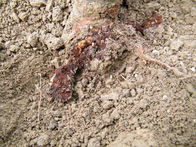 一种农药可以防治几种害虫,根瘤病果园管理