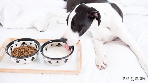 人喝的羊奶粉适合给狗狗吃吗,羊奶粉真的是给狗喝的吗