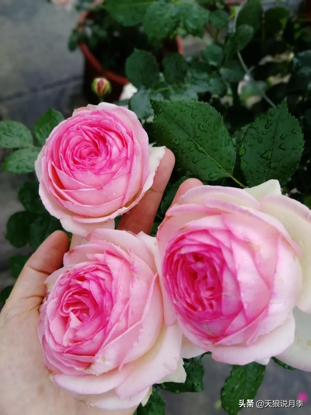 月季花是时候展现真正的技术了 (开春的第一波月季花就这么过去了)