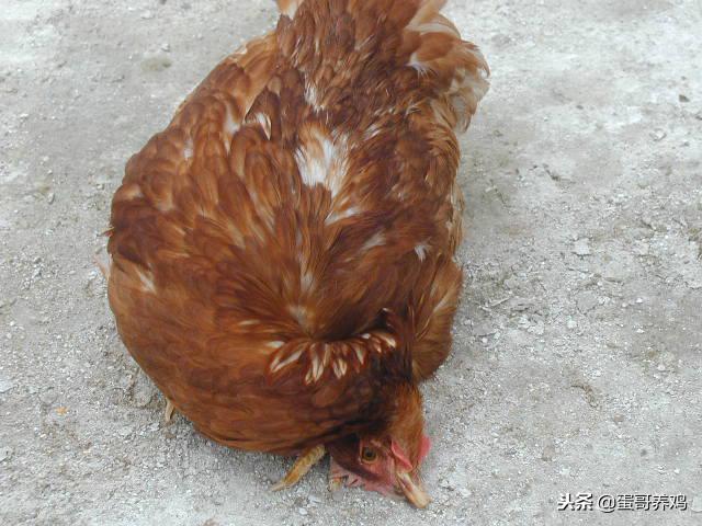 养鸡疾病,冬季养鸡病的防治