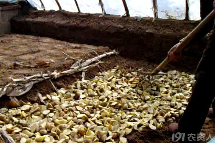 马铃薯组培苗栽培管理技术,马铃薯主要栽培技术