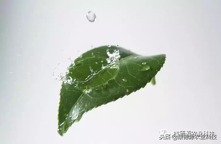 大棚的棚膜烂了怎么办,大棚棚膜滴水解决方法