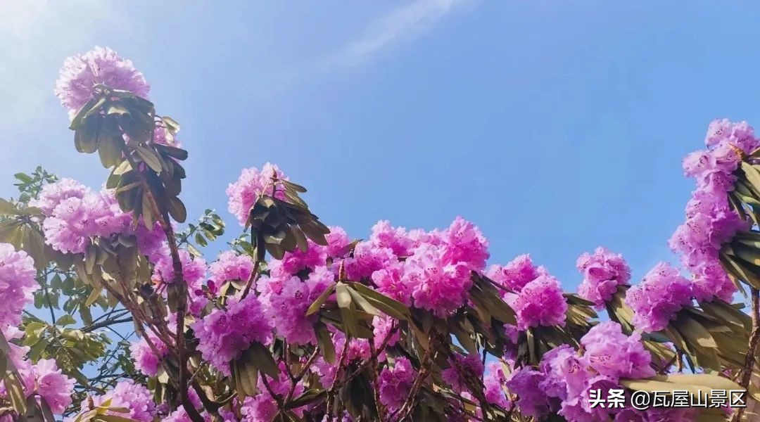 送你个惊喜,送给你个惊喜英文