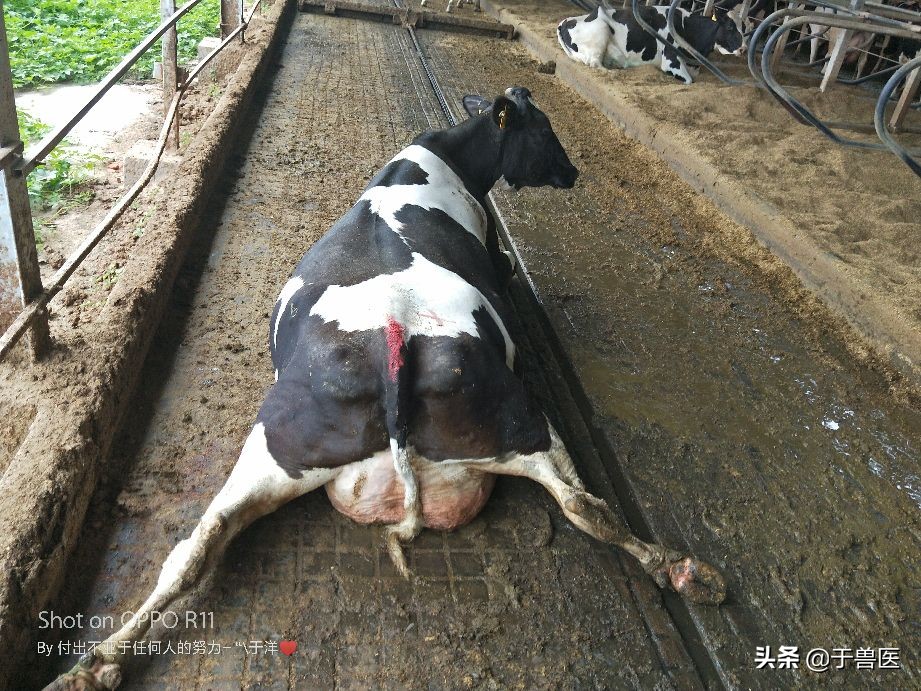 奶牛囊肿的预防措施,奶牛卧倒