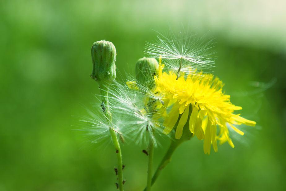蒲公英价值高，再也不用去山里挖，阳台撒种子长出一大片