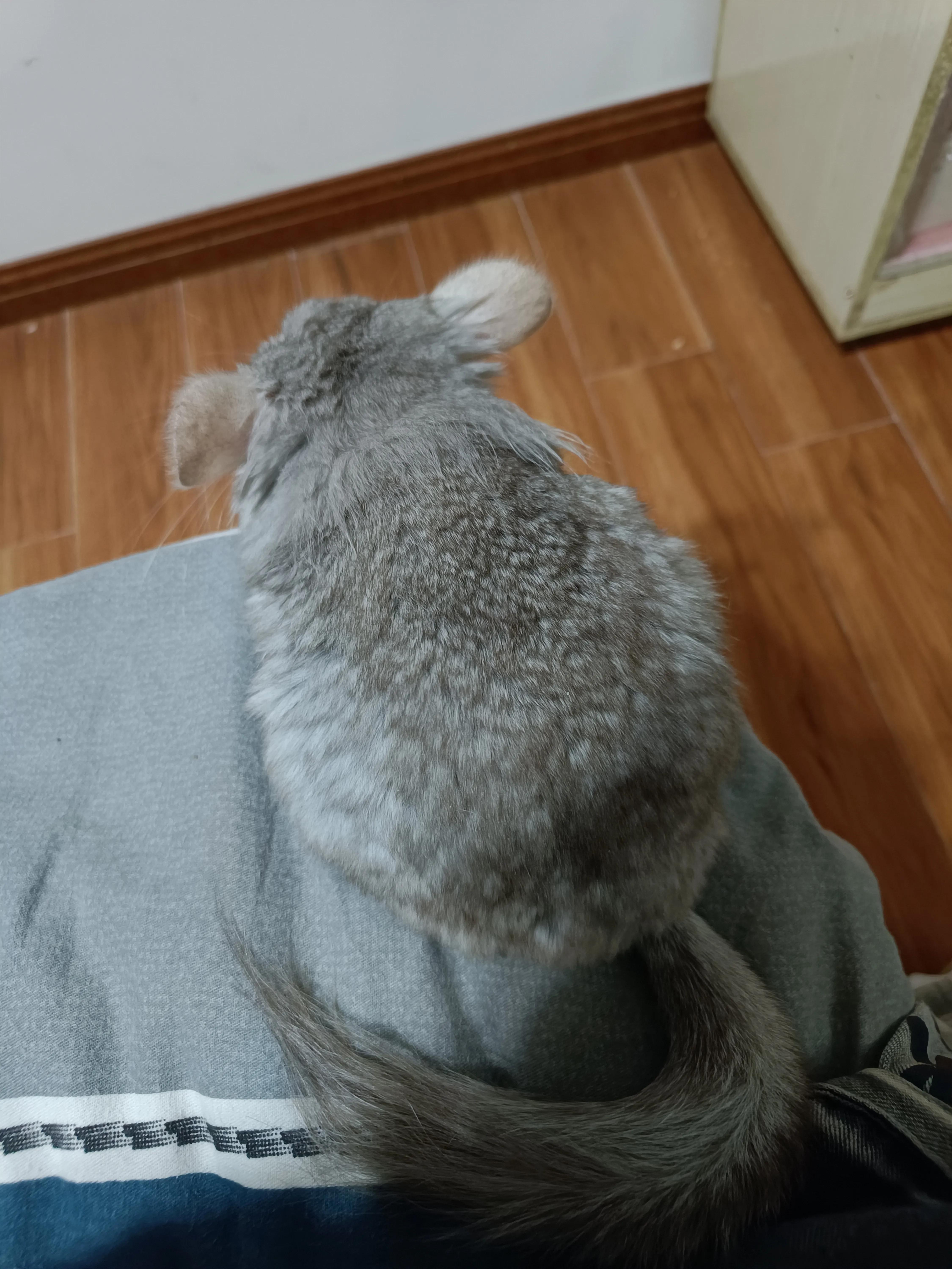 宫崎骏的龙猫为什么会成为经典,宫崎骏龙猫可爱片段