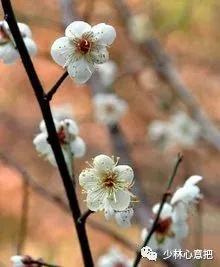 中药图片大全名称,中药图片大全带药名高清