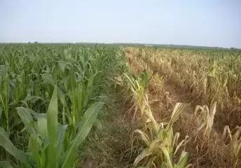 玉米苗卷叶是什么病如何治,玉米最近发生的大事