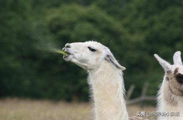 神兽羊驼吐口水,网络神兽羊驼一言不合吐口水