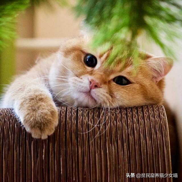 鐚閬楀純鐚挅,鐚挭琚仐寮冨湪鐚挅