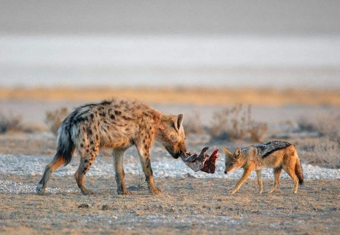 胡狼“大帝”：比平头哥胆子还大的非洲蹭饭王
