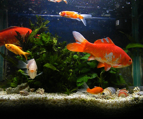 新手客厅鱼缸怎么养鱼,鱼缸养鱼新手入门教程