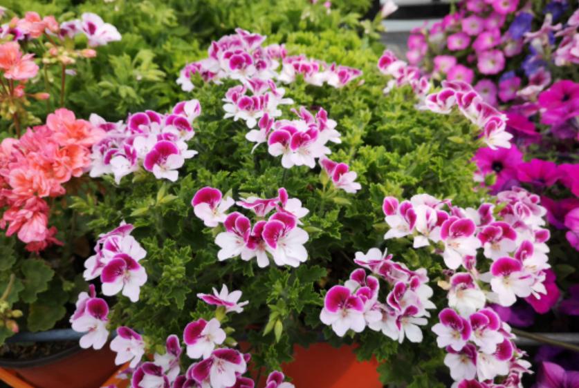 天竺葵几月份是开花旺季,天竺竹为什么夏天不开花