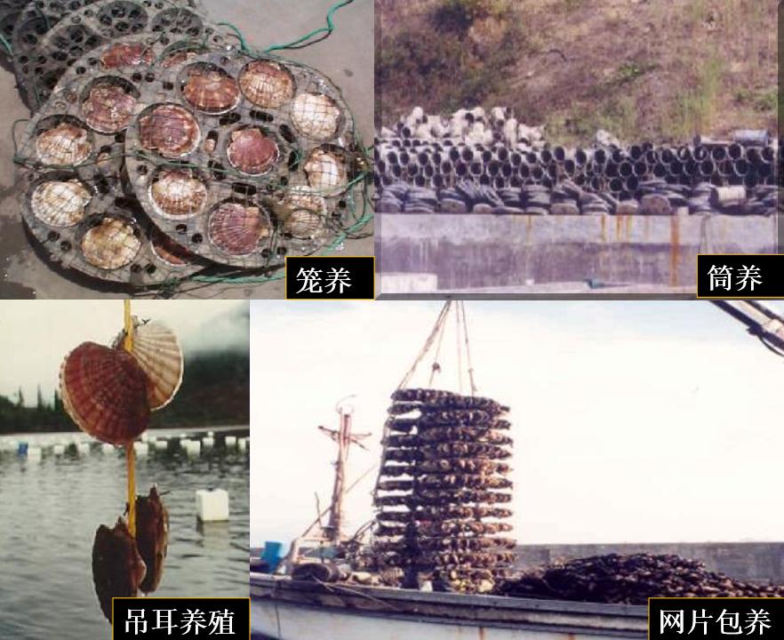 扇贝跑路的风险,扇贝真的会跑么