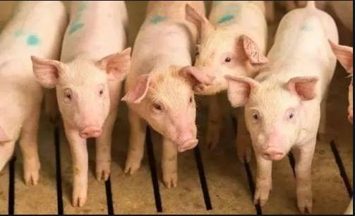 猪伪狂犬疫苗什么时间打合适,猪伪狂犬病的净化科学依据